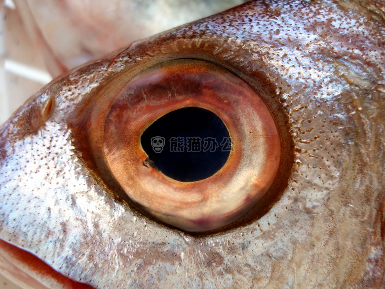 眼睛 鱼 海洋生物