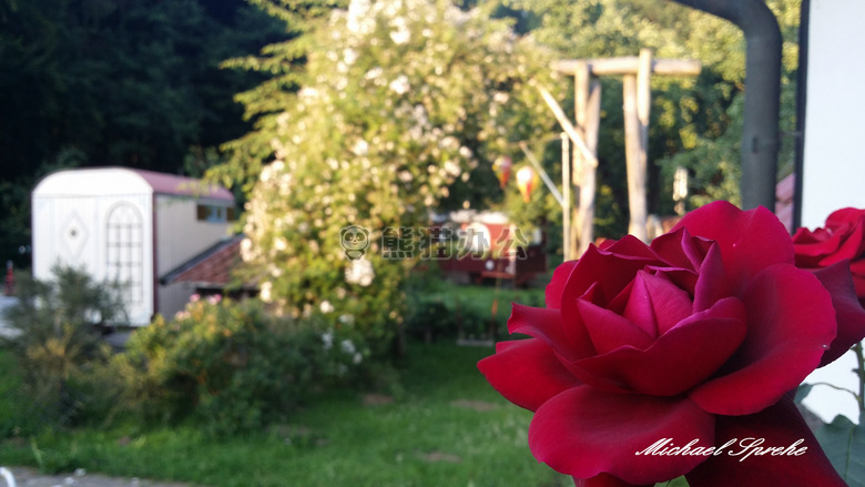 后院 德国 玫瑰