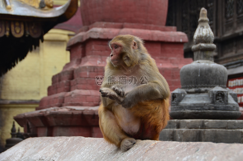 动物 猴子 寺庙