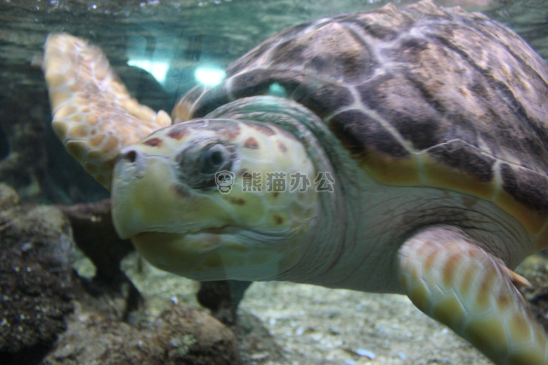 动物 海洋 海洋水族馆