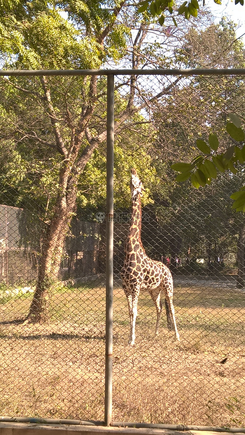 长颈鹿 动物园