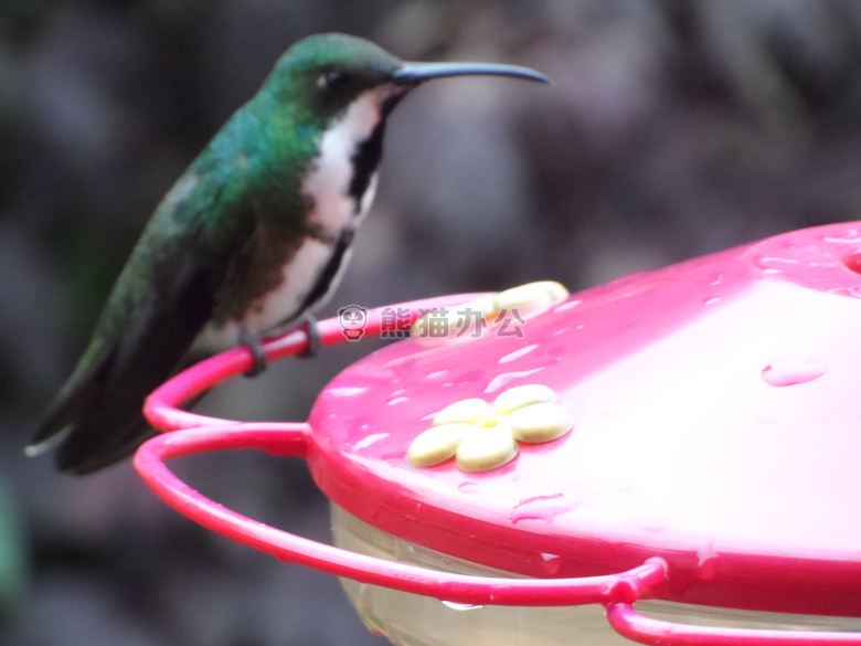 鸟 蜂鸟 colibries