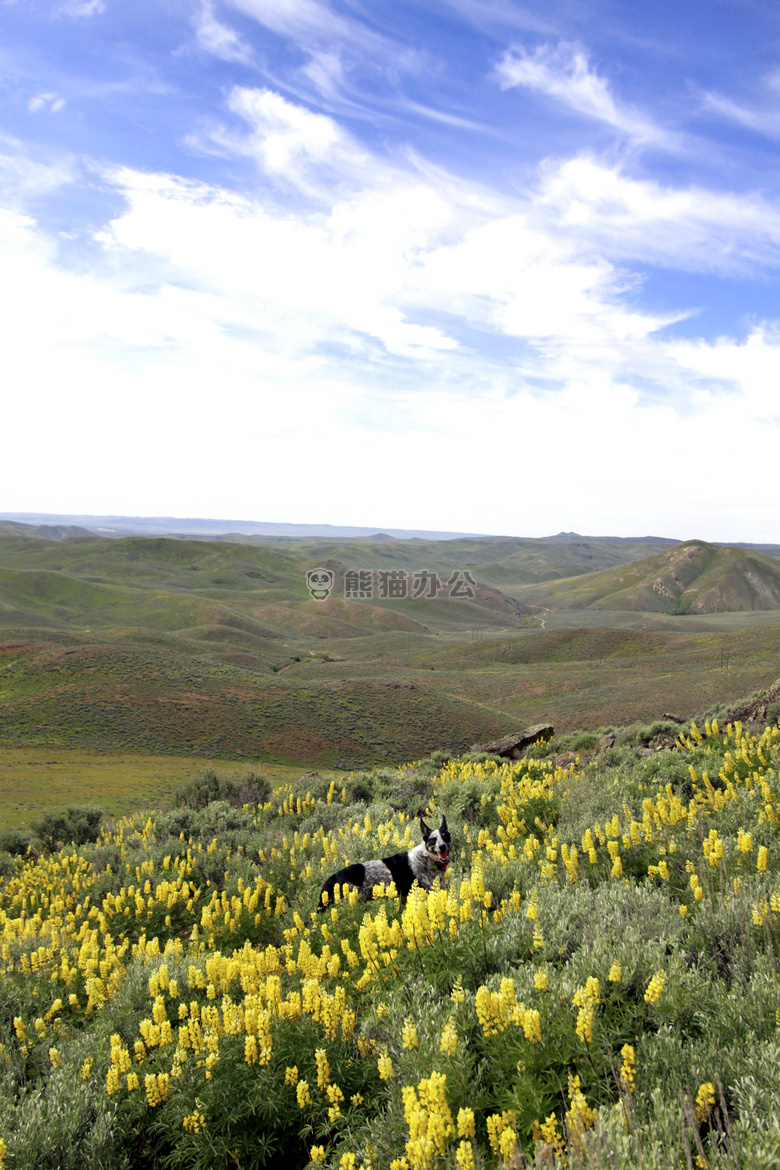 狗 徒步旅行 野花