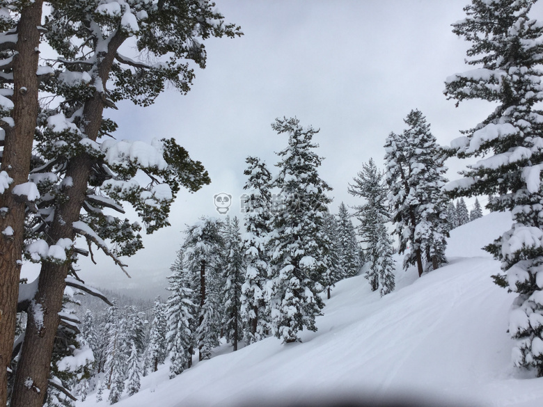 山 雪 树