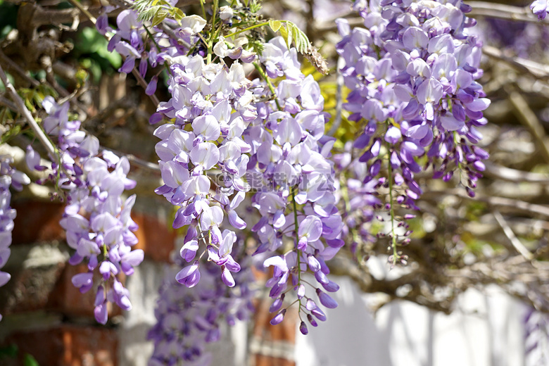 蓝 botanique 公司