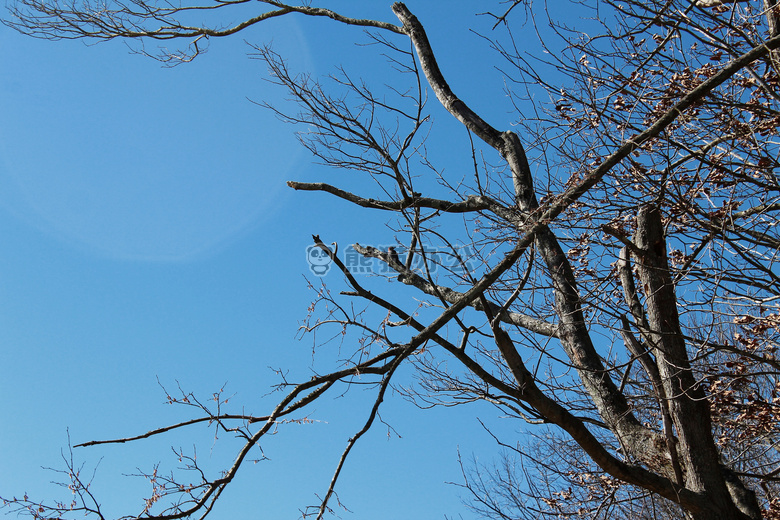 鸟 蓝色 天空