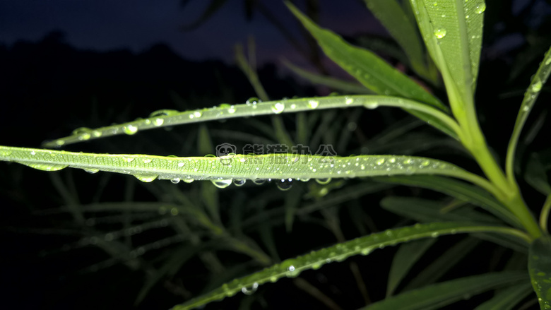 自然 壁纸 雨