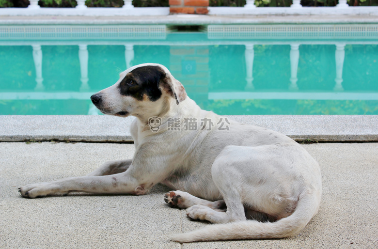 狗 游泳 水塘