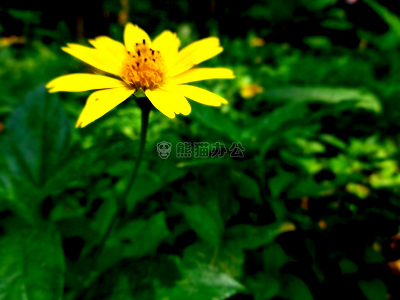 这个 黄色的 花