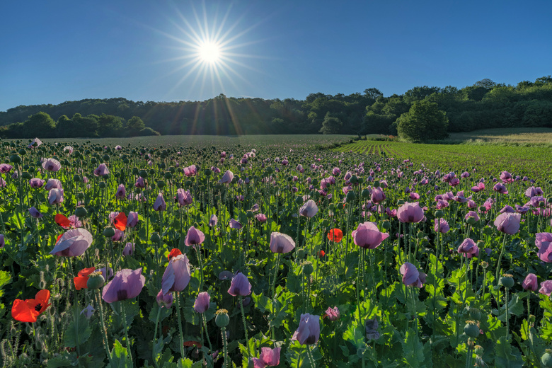 耀眼阳光下的花田植物摄影高清图片