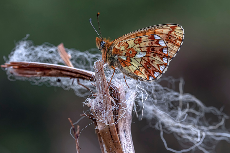 枯枝上的一只蝴蝶特写摄影高清图片