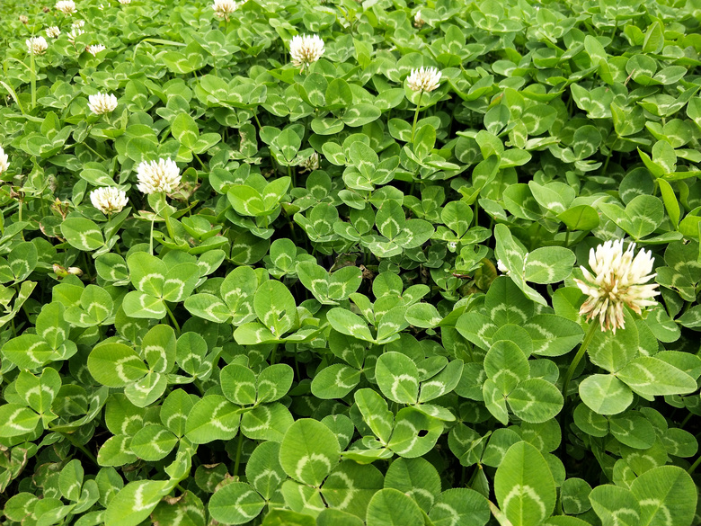 三叶草枝叶和花朵摄影图片