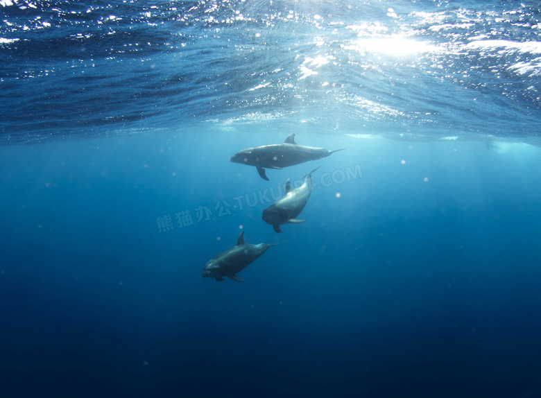 大海下的鲸鱼特写摄影图片