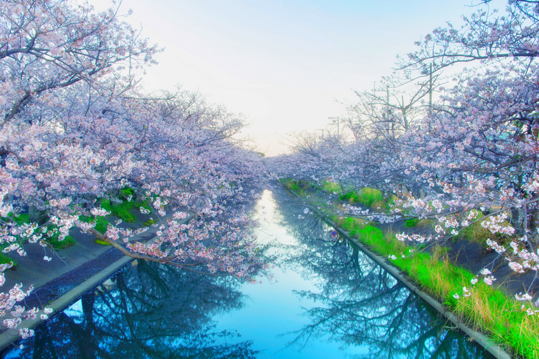 河道两边盛开的樱花摄影图片