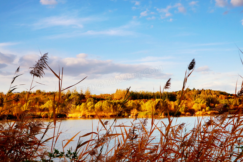 秋季河边芦苇丛摄影图片