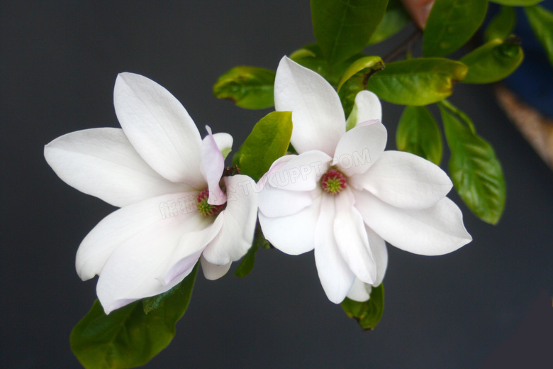 盛开的白色玉兰花摄影图片
