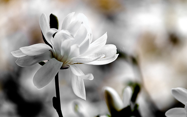 白色盛开的玉兰花摄影图片