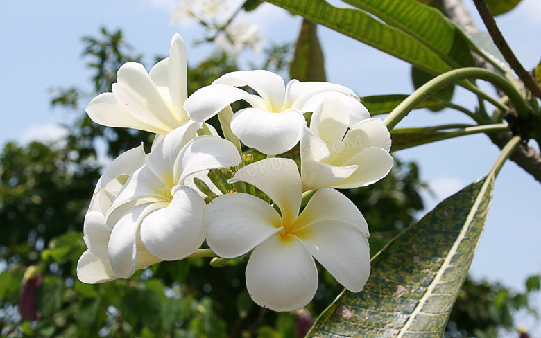 枝头上盛开的白色玉兰花高清摄影图片