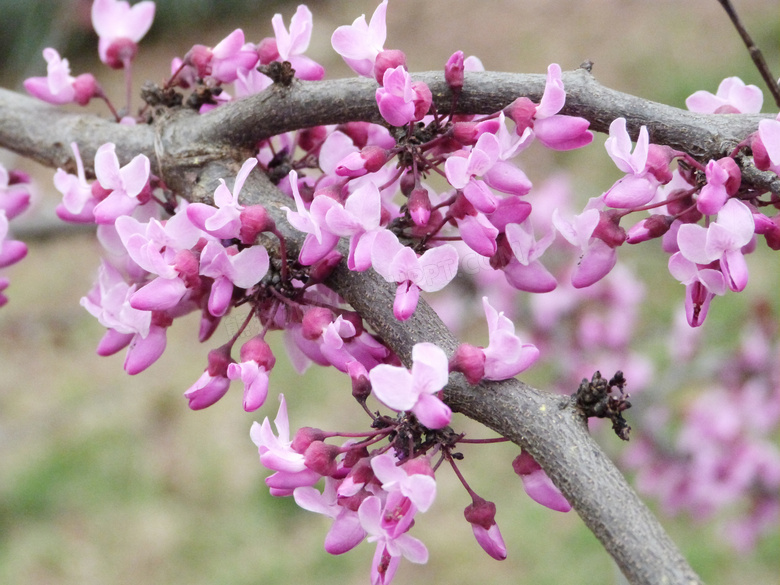 树上绽放的粉红色紫荆花摄影图片
