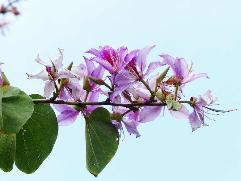 树枝上盛开的紫荆花摄影图片