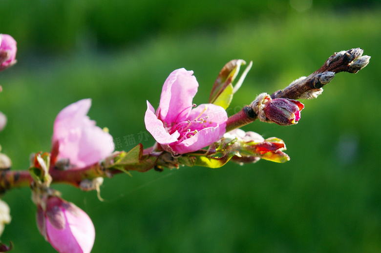 桃花枝上的花苞和桃花摄影图片