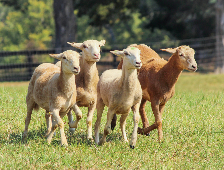 草地上的羊群高清摄影图片