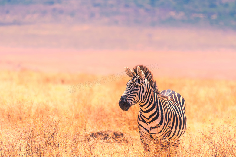 野外非洲斑马高清摄影图片