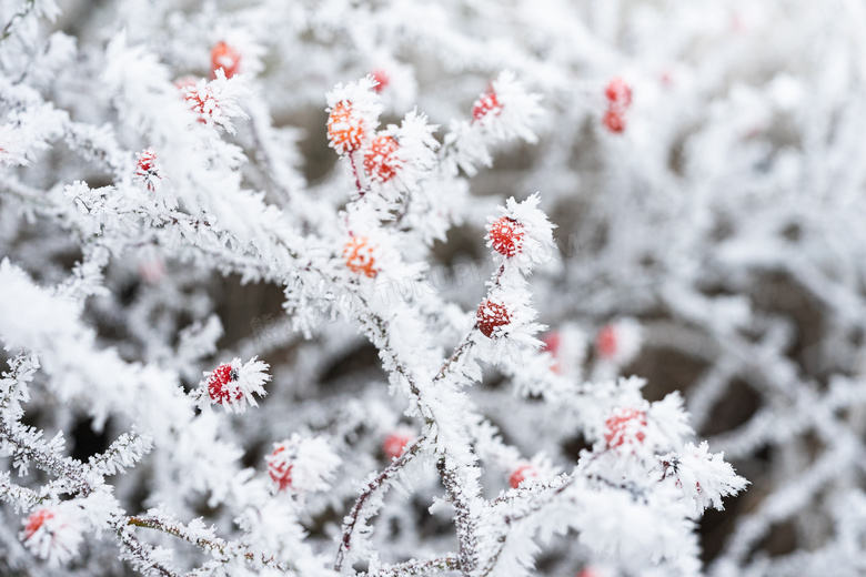 冬季果树上的结霜特写高清摄影图片