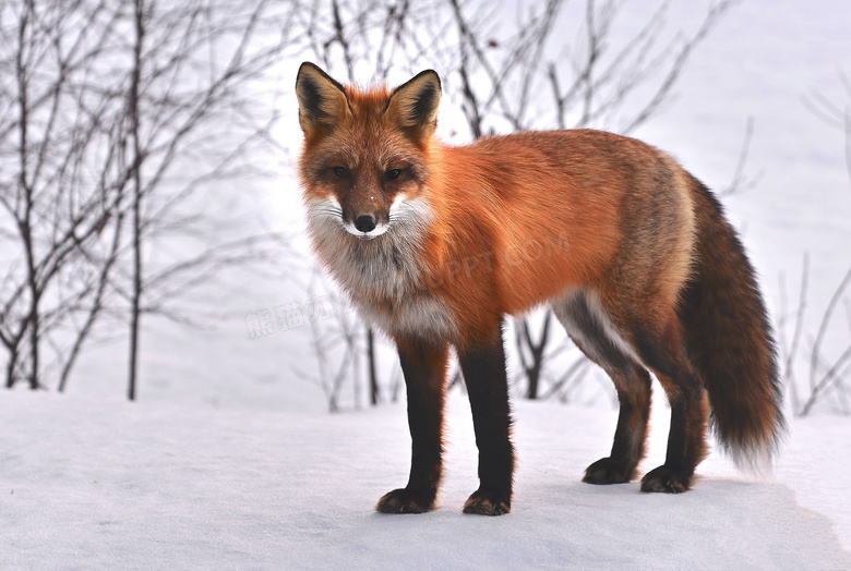 冬季雪地中的狐狸摄影图片