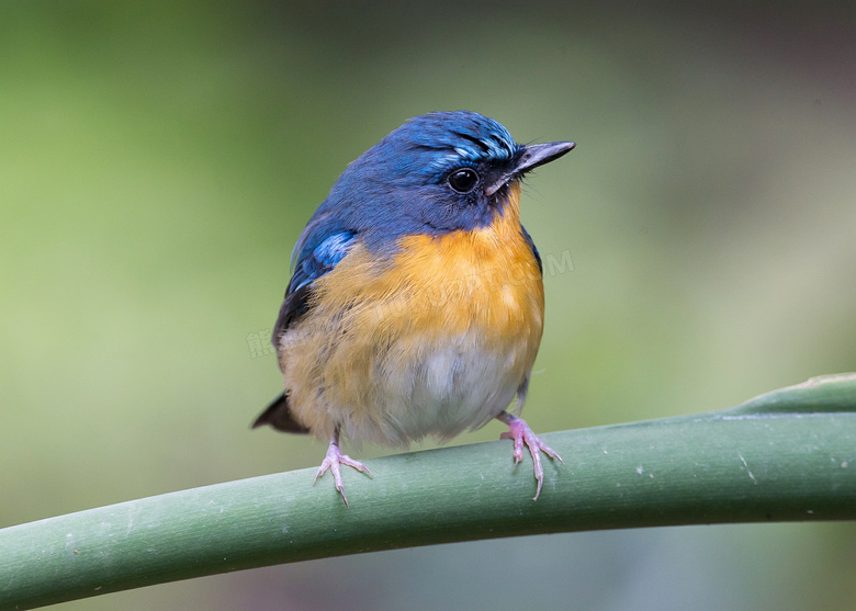 枝头上的山蓝仙鹟鸟摄影图片