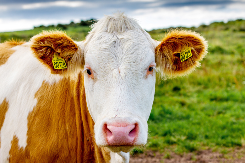 牧场里的奶牛头像特写摄影图片