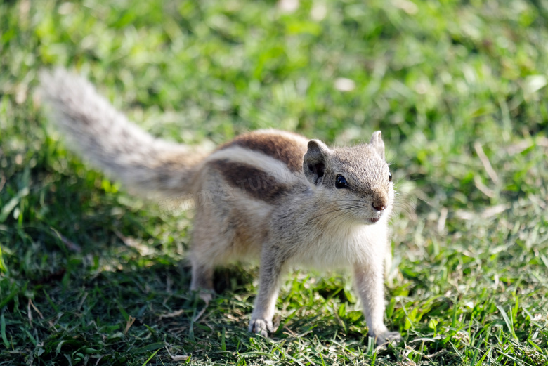 草地上的小松鼠特写摄影图片
