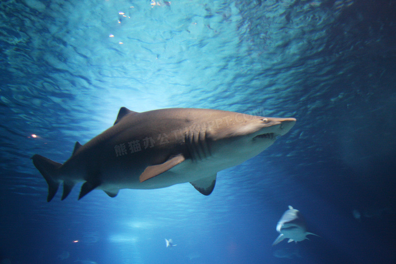 海底鲨鱼群高清摄影图片