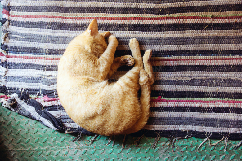 躺在毛毯上睡觉的黄猫摄影图片