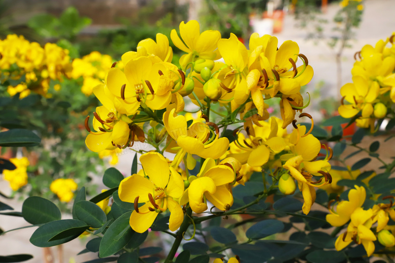 盛开的黄色槐花摄影图片