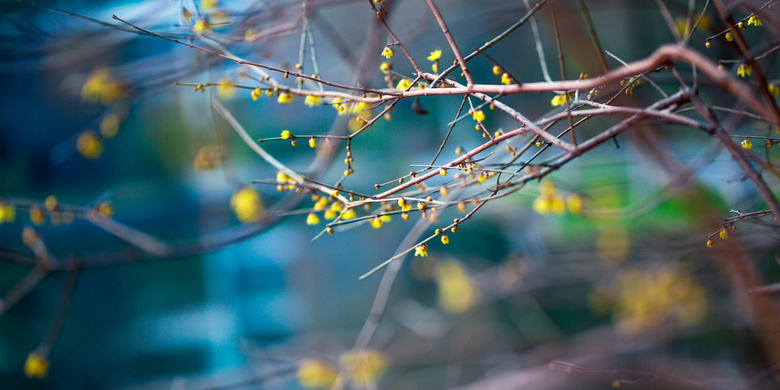 枝头上的黄色梅花花苞摄影图片