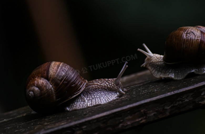 木板上爬行的两只蜗牛摄影高清图片