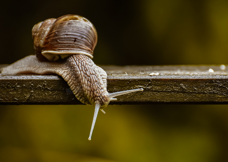潮湿木板上爬行的蜗牛特写高清图片