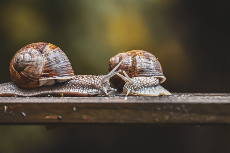 木板上相遇的两只蜗牛摄影高清图片