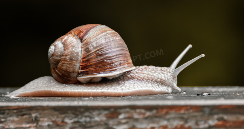 驮着壳前行的蜗牛特写摄影高清图片