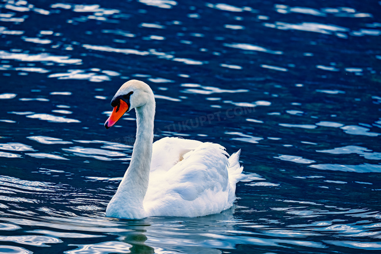 粼粼波光水面上的白色天鹅高清图片