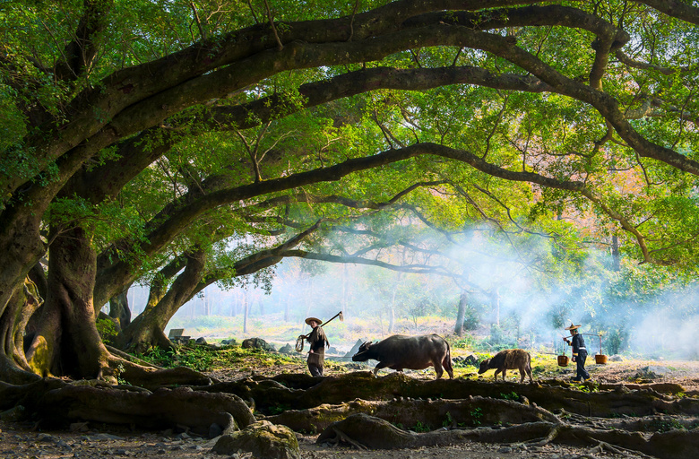 本作品内容为枝繁叶茂的大榕树风景摄影高清图片