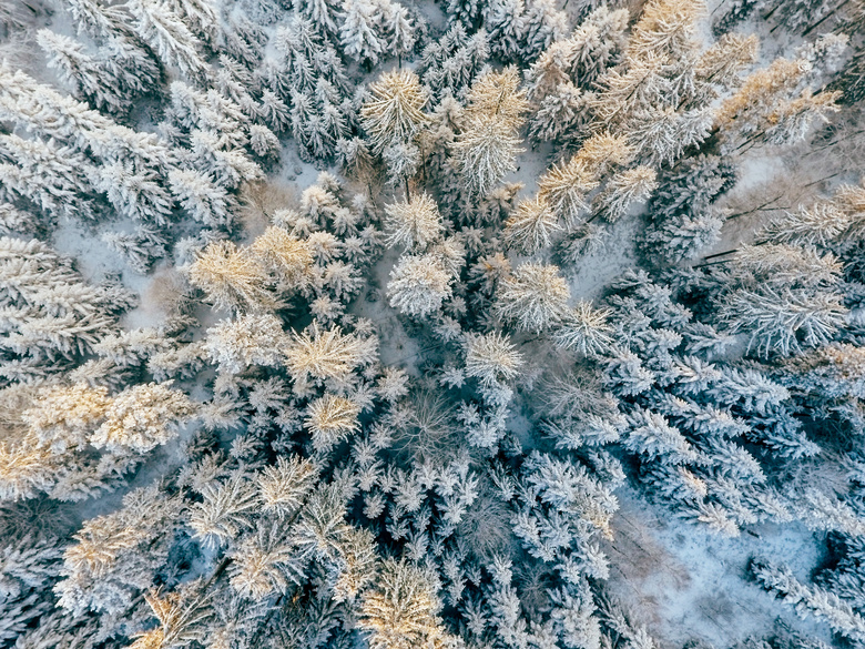 冬季雪松俯视图景观高清摄影图片