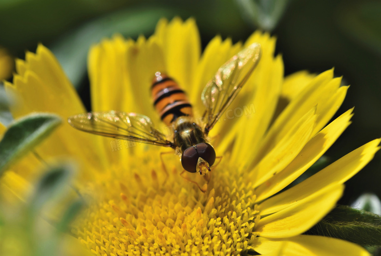 一大朵黄菊花上的蜜蜂摄影高清图片
