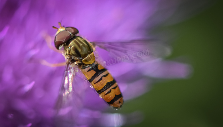 紫色花朵上的蜜蜂特写摄影高清图片