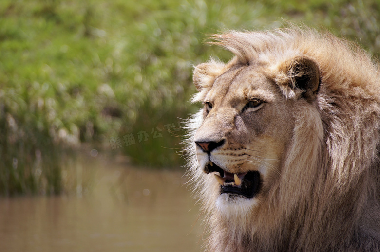 张着嘴露出獠牙的狮子摄影高清图片