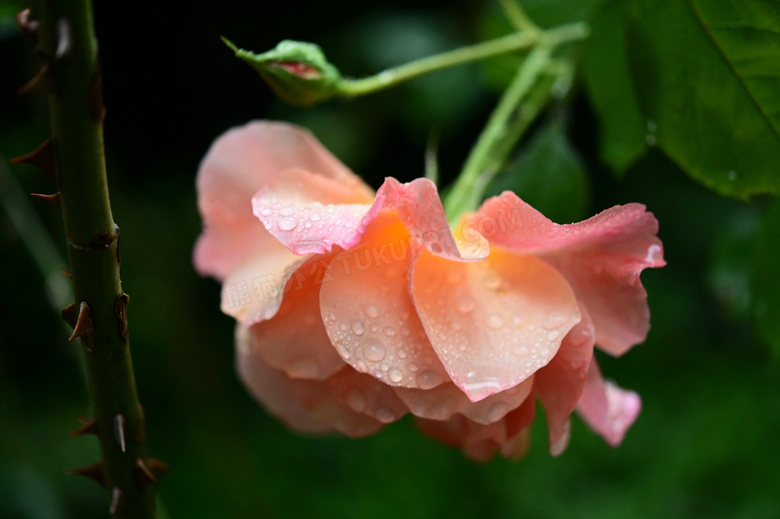 花苞与盛开的鲜花特写摄影高清图片