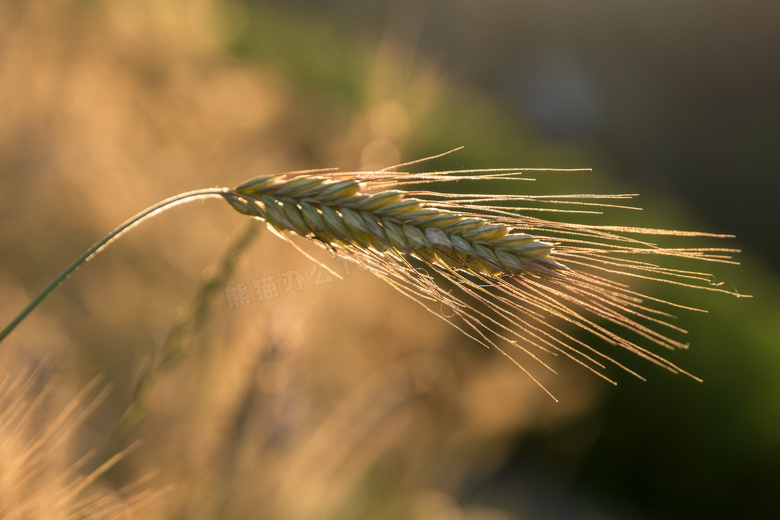 快要成熟的小麦穗逆光摄影高清图片