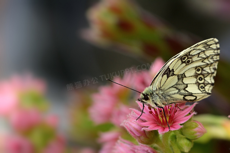 粉色花朵上的黑斑蝴蝶摄影高清图片