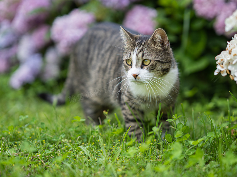 闲庭信步的宠物猫特写摄影高清图片